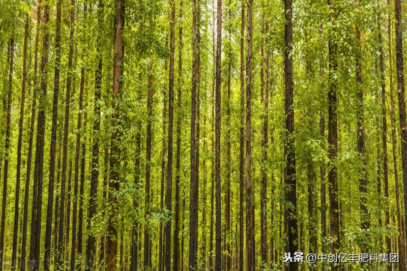 桉树种植与管理方法是什么「桉树种植与管理方法是什么呢」