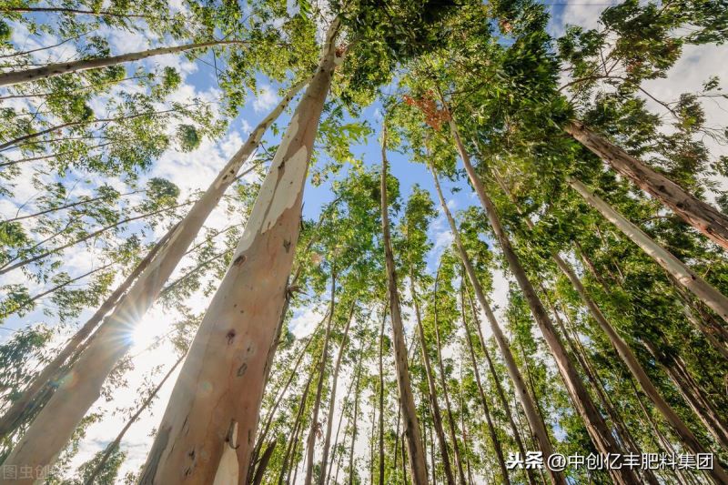 桉树种植与管理方法是什么「桉树种植与管理方法是什么呢」