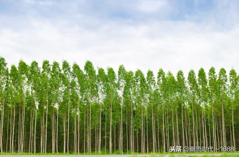 桉树种植多久能施肥「桉树种植多久能施肥料」