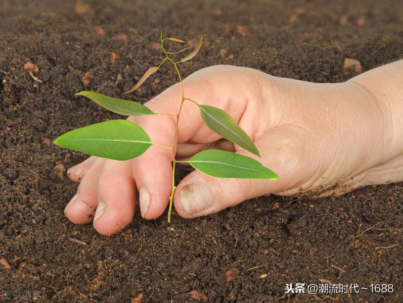 桉树种植多久能施肥「桉树种植多久能施肥料」