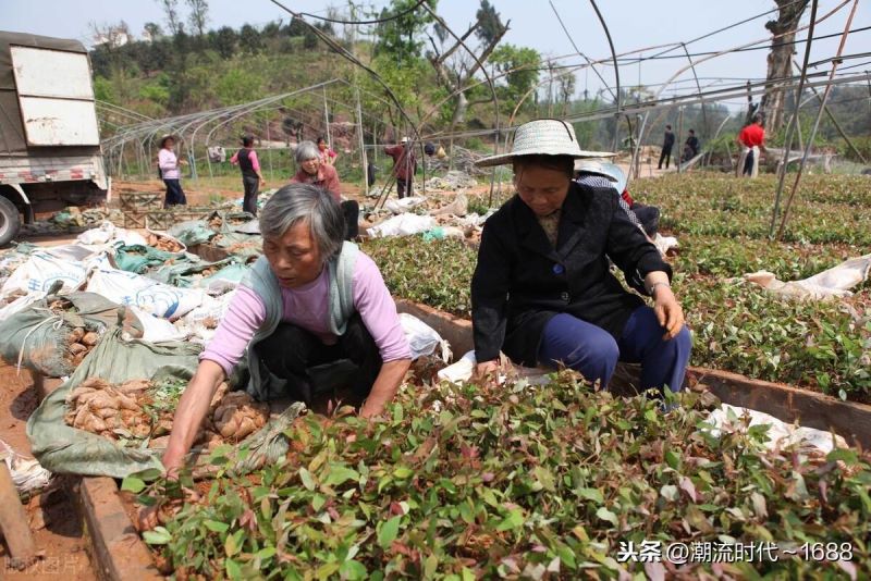 桉树种植多久能施肥「桉树种植多久能施肥料」