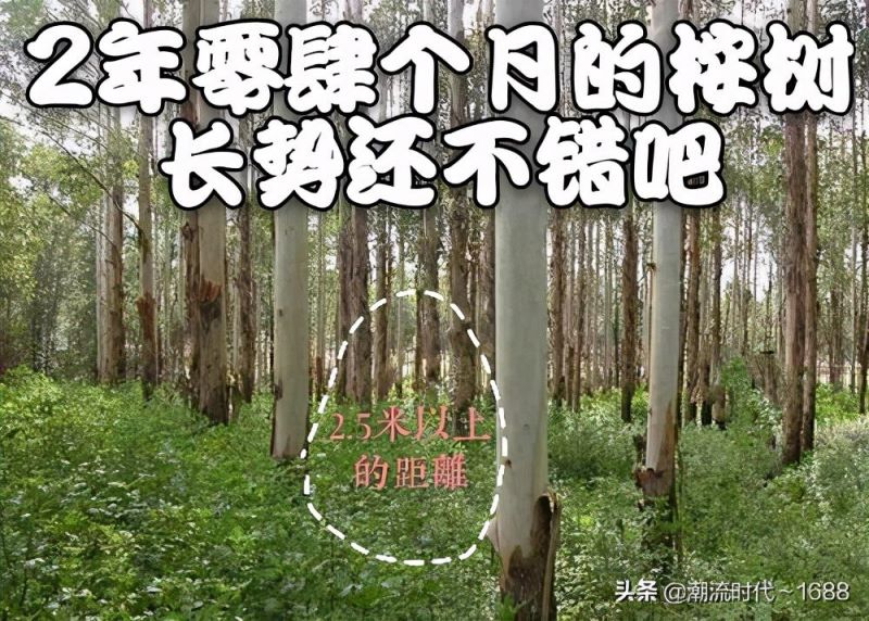 桉树种植多久能施肥「桉树种植多久能施肥料」