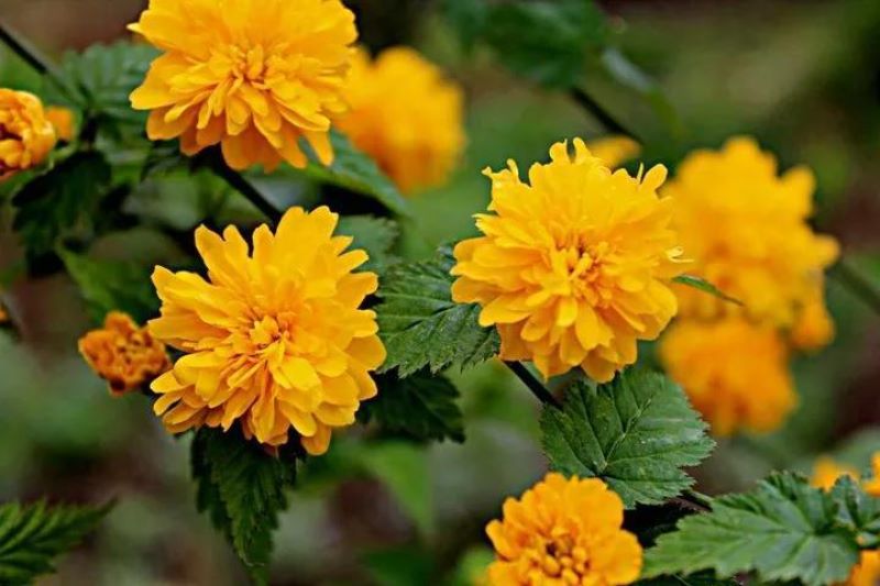 棣棠花一年开几次花「棣棠花一年开几次花风水好的爬藤」