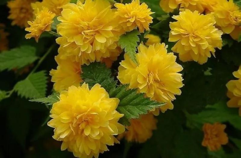 棣棠花一年开几次花「棣棠花一年开几次花风水好的爬藤」
