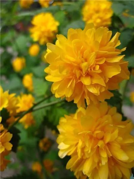棣棠花一年开几次花「棣棠花一年开几次花风水好的爬藤」