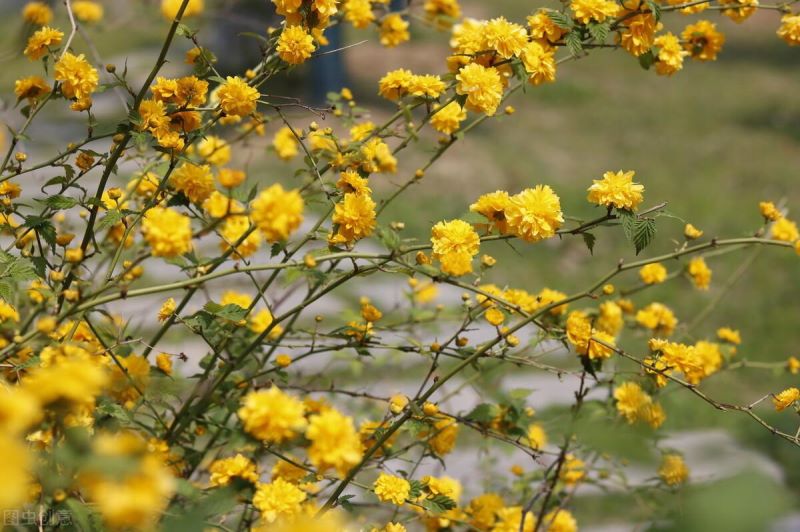 棣棠花怎么繁殖「重瓣棣棠花怎么繁殖」