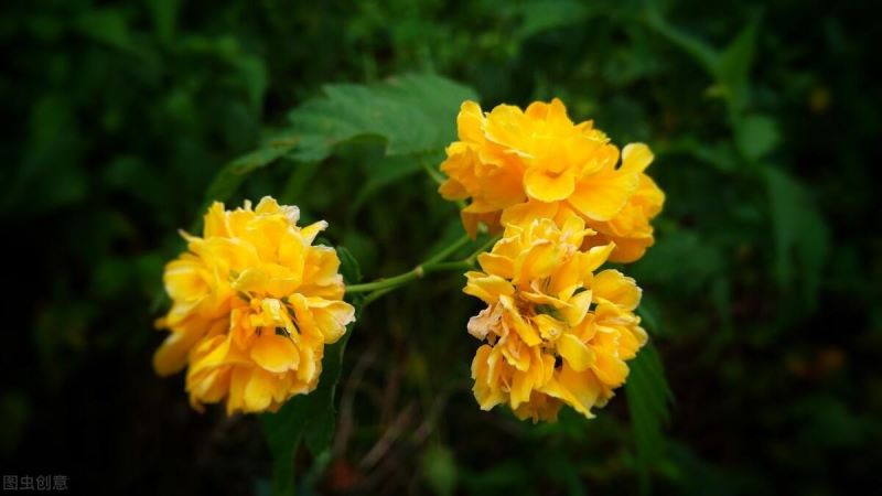棣棠花怎么繁殖「重瓣棣棠花怎么繁殖」