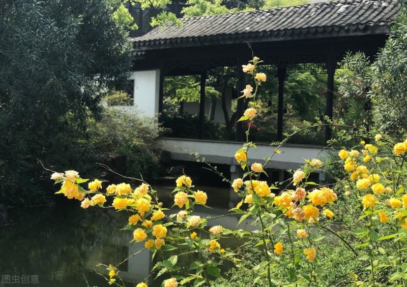 棣棠花怎么繁殖「重瓣棣棠花怎么繁殖」