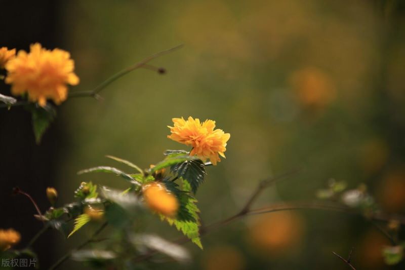 棣棠花怎么繁殖「重瓣棣棠花怎么繁殖」