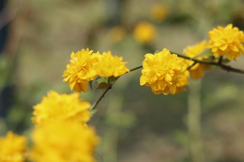 棣棠花怎么繁殖「重瓣棣棠花怎么繁殖」