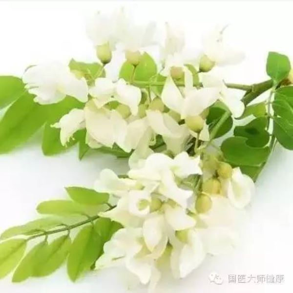 槐花什么季节开花「大连槐花什么季节开花」