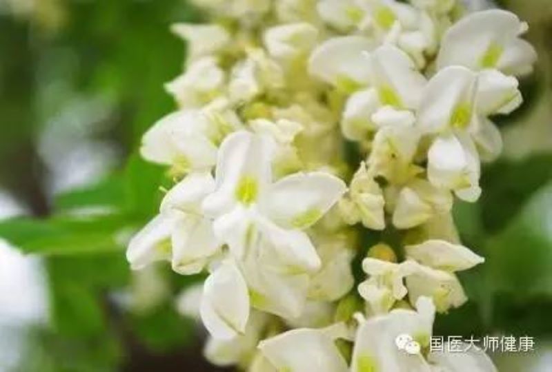 槐花什么季节开花「大连槐花什么季节开花」