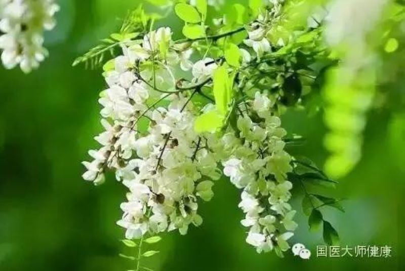 槐花什么季节开花「大连槐花什么季节开花」