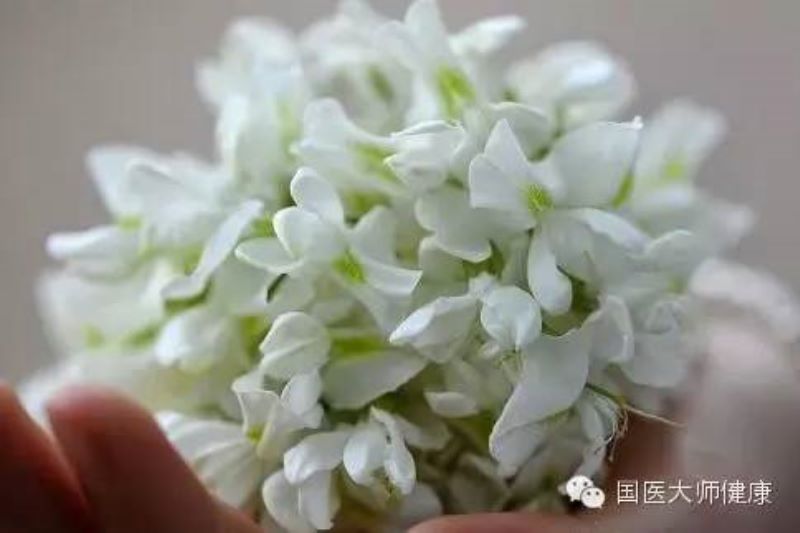 槐花什么季节开花「大连槐花什么季节开花」