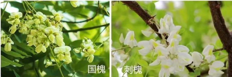 槐花什么时候开花的「槐花什么时候开花的季节」