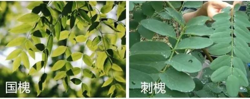 槐花什么时候开花的「槐花什么时候开花的季节」