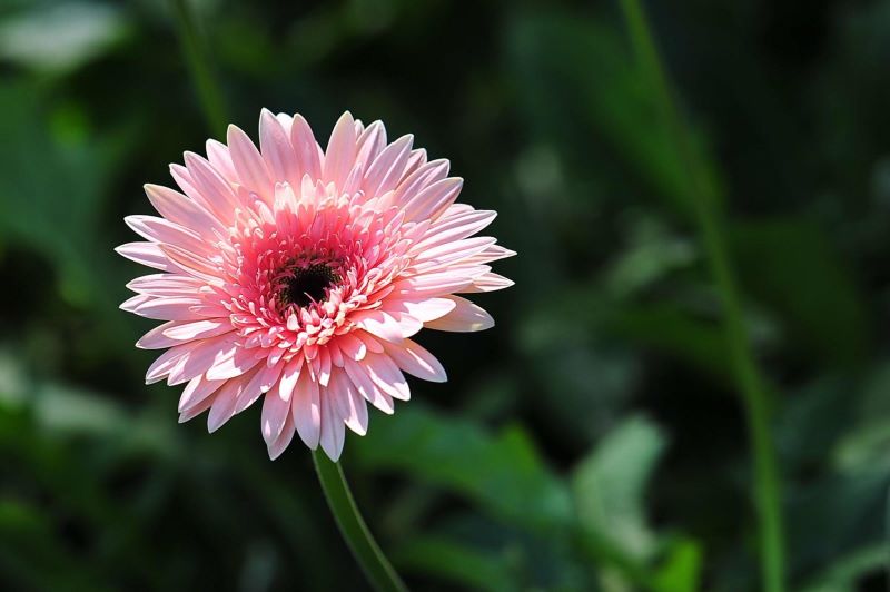 波斯菊几月份种「波斯菊几月份种合适」