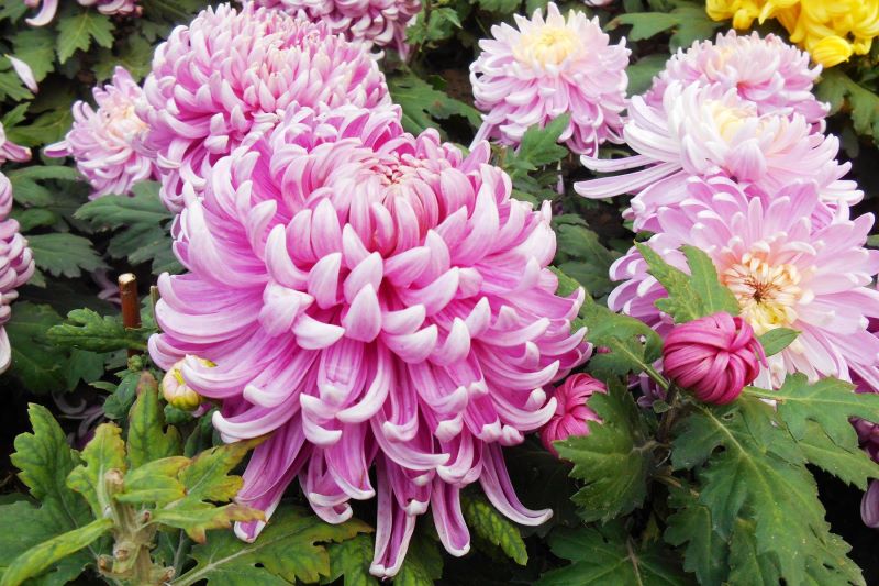 波斯菊可以种在室内吗「波斯菊可以种在室内吗冬天」