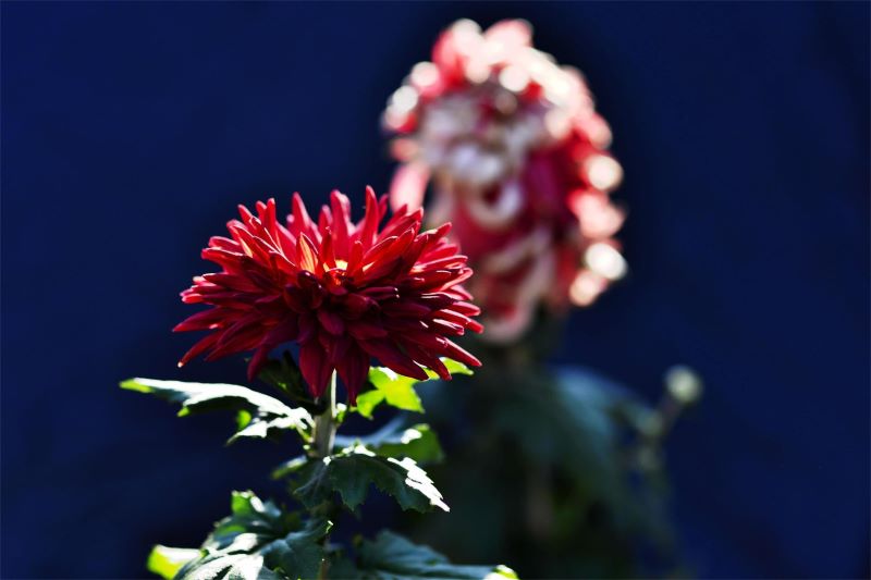 波斯菊可以种在室内吗「波斯菊可以种在室内吗冬天」