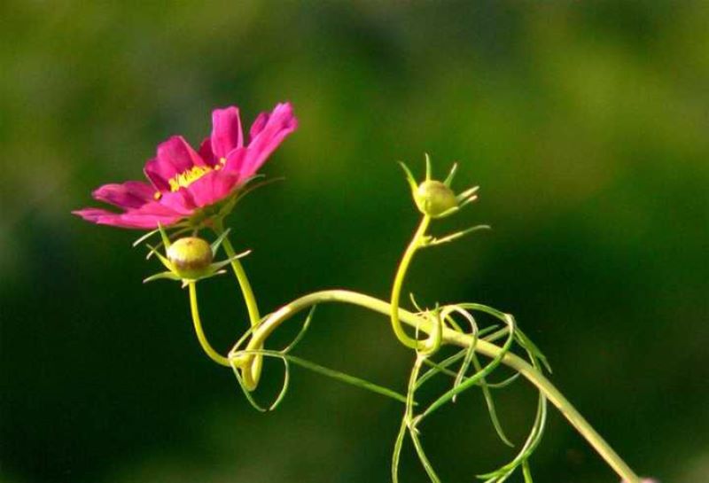 波斯菊和格桑花的区别图片「波斯菊第二年能自生吗」