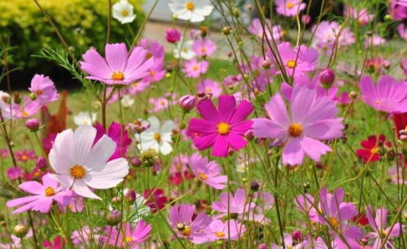 波斯菊和格桑花的区别图片「波斯菊第二年能自生吗」