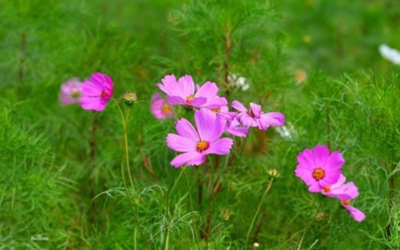 波斯菊怎么种植「波斯菊怎么种植种子」