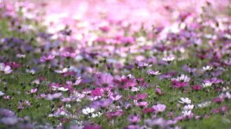 波斯菊怎么种植「波斯菊怎么种植种子」