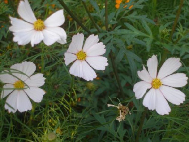 波斯菊怎么种植「波斯菊怎么种植种子」