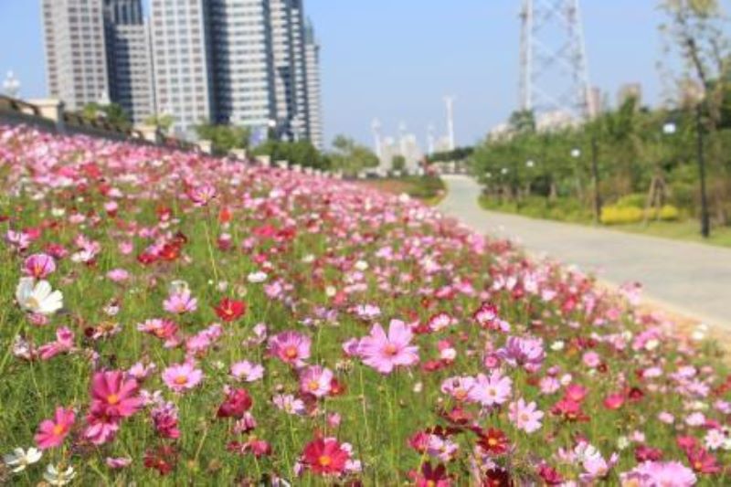 波斯菊怎么种植「波斯菊怎么种植种子」