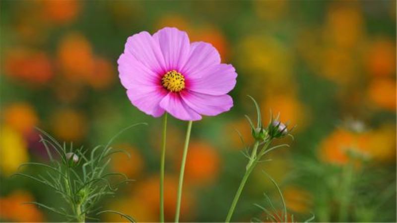 波斯菊怎么种植「波斯菊怎么种植种子」