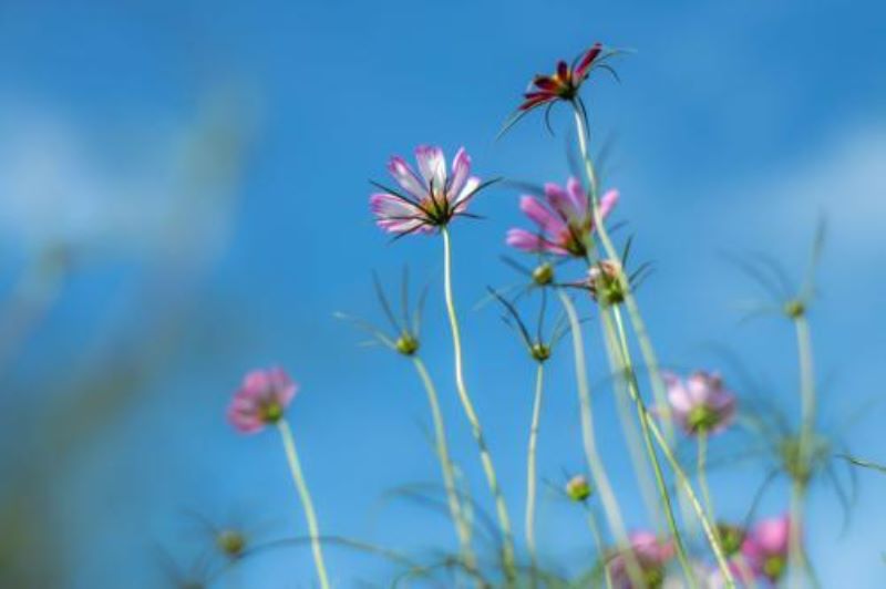 波斯菊怎么种植「波斯菊怎么种植种子」