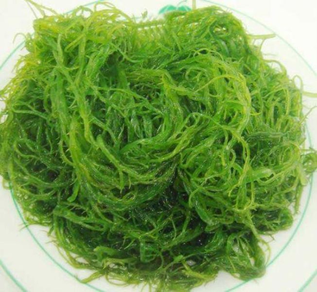海底植物有哪些「海底植物有哪些-有什么特点-」