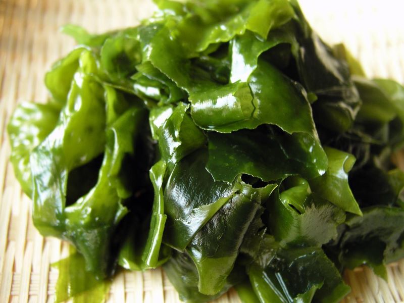 海底植物有哪些「海底植物有哪些-有什么特点-」