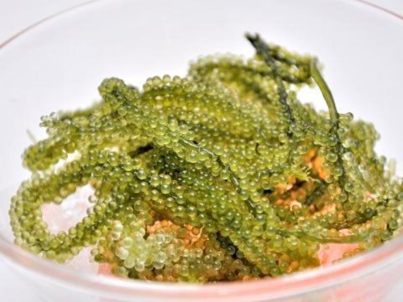 海底植物有哪些「海底植物有哪些-有什么特点-」