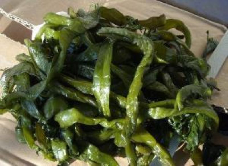 海底植物有哪些「海底植物有哪些-有什么特点-」
