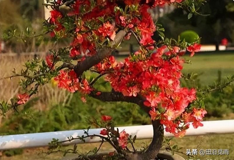 海棠盆景怎么养护「海棠盆景怎么养护视频」_1