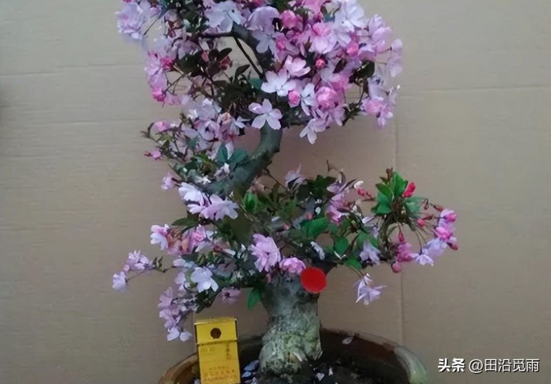 海棠盆景怎么养护「海棠盆景怎么养护视频」_1