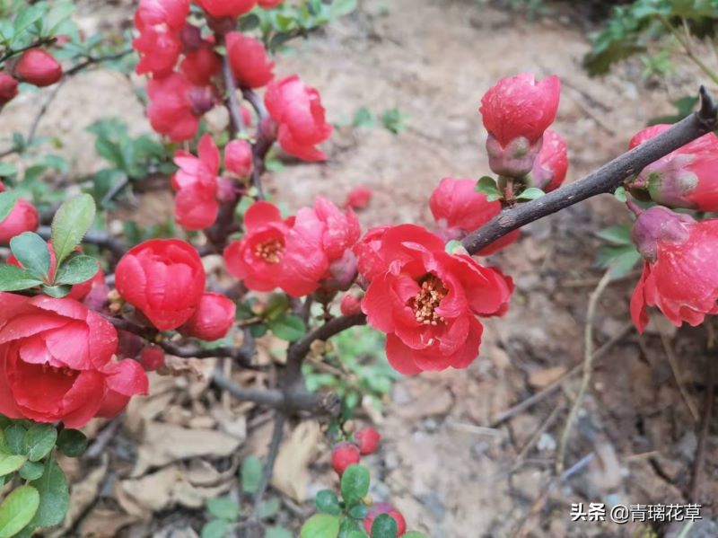 海棠花什么品种好看「海棠花什么品种好看又好养」