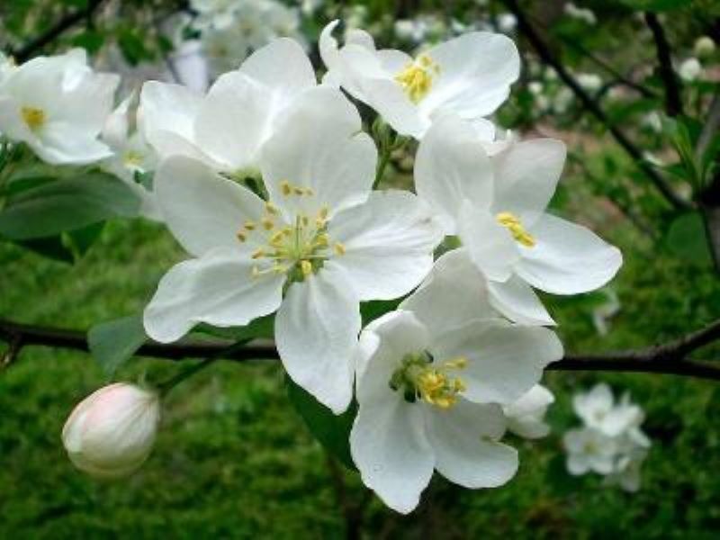 海棠花树苗怎么种植「海棠花树苗怎么种植视频」