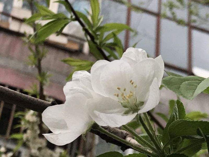 海棠花的种类有哪些「海棠花的种类有哪些图片」_1
