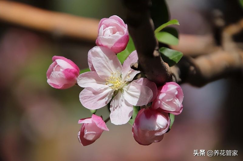 海棠花的种类有哪些「海棠花的种类有哪些图片」