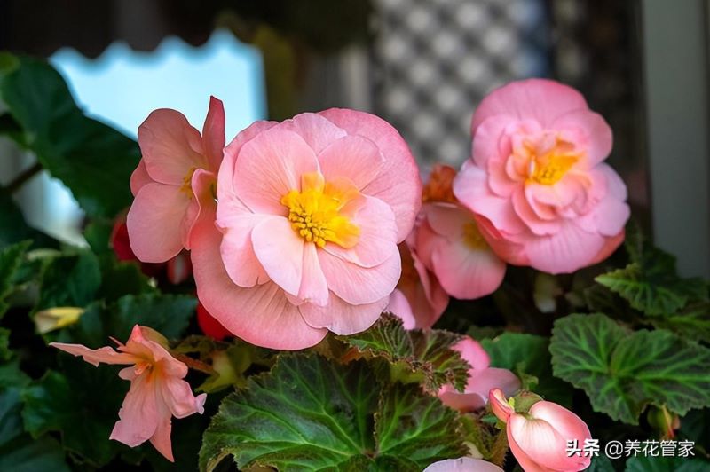 海棠花的种类有哪些「海棠花的种类有哪些图片」