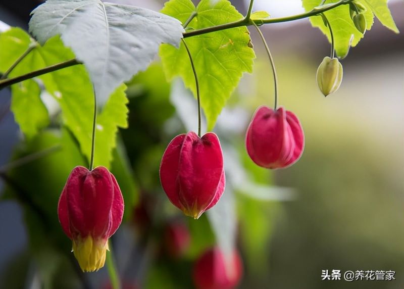 海棠花的种类有哪些「海棠花的种类有哪些图片」