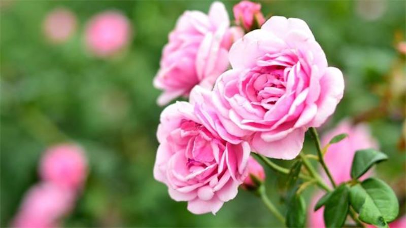海棠花花语与传说「海棠花花语与传说的区别」