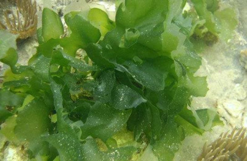 海生藻类是植物吗「海生藻类是植物吗图片」