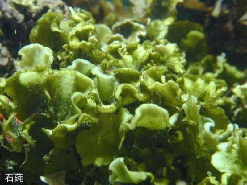海生藻类是植物吗「海生藻类是植物吗图片」