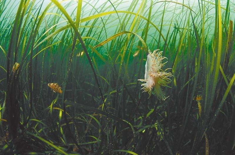 海里的植物可以吃的有哪些「海里的植物可以吃的有哪些图片」