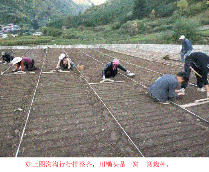 滇重楼怎么种植最好「滇重楼种植技术大全」