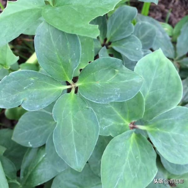 滇重楼怎么种植最好「滇重楼种植技术大全」