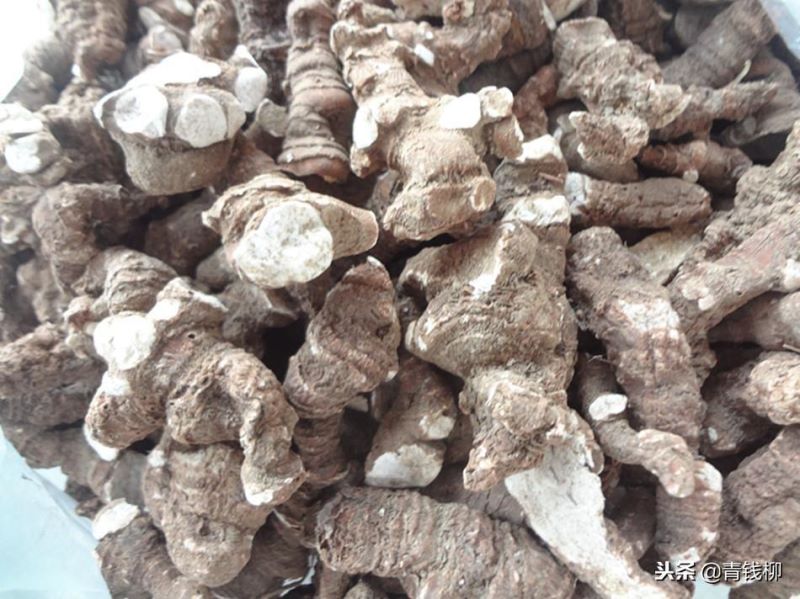 滇重楼怎么种植最好「滇重楼种植技术大全」